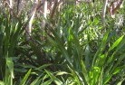 Bundaberg Westorganic-gardening-18.jpg; ?>